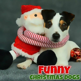 Funny Christmas Dogs - funny-christmas-dogs